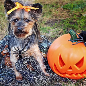 How to keep your dog safe this halloween 